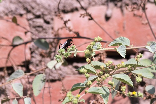 Pepsis petitii