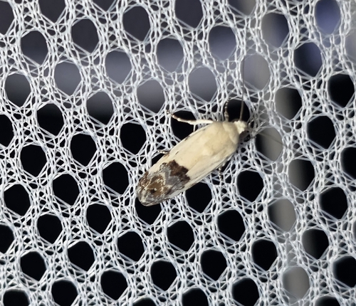 Ponometia libedis