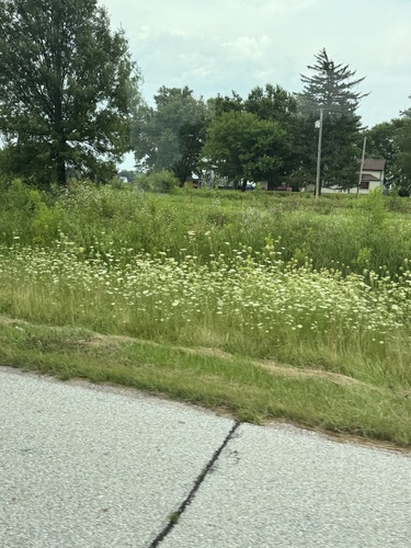 wild carrot