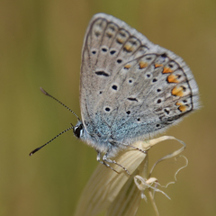 Polyommatus icarus