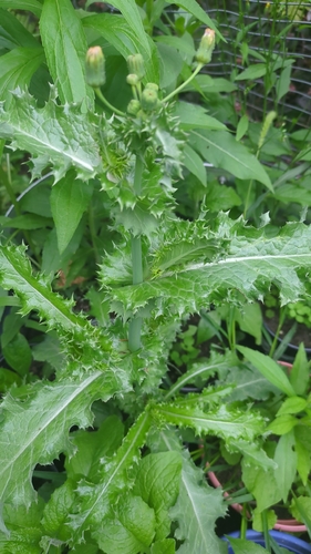 prickly sowthistle