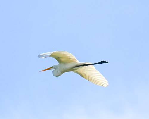 Garza Blanca