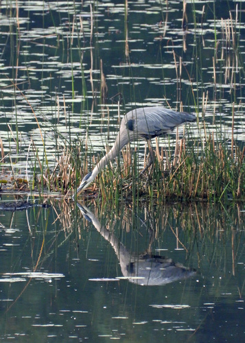 Great Blue Heron