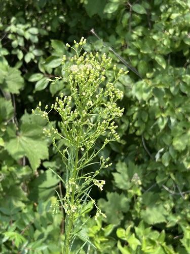 Horseweed