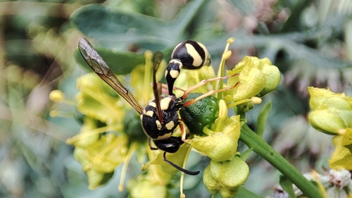 Eumenes mediterraneus