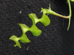 Medicago orbicularis