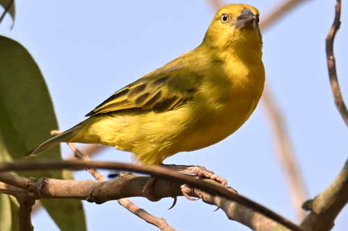 Holub's Golden-Weaver