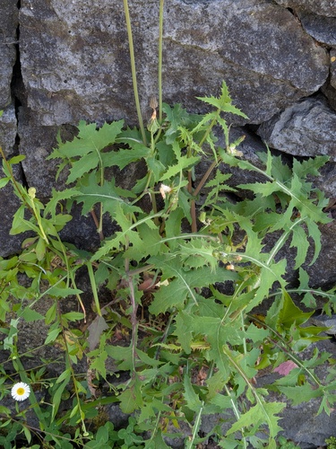 Common Sow-Thistle