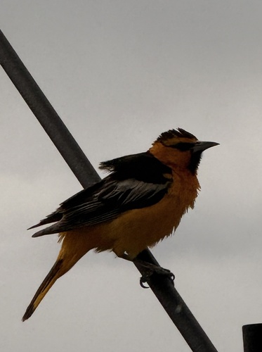 Bullock's Oriole