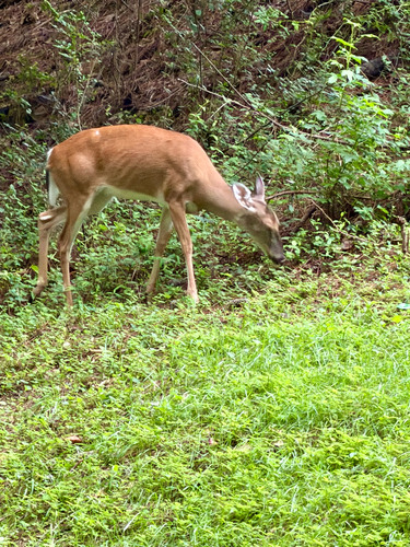 White-tailed Deer