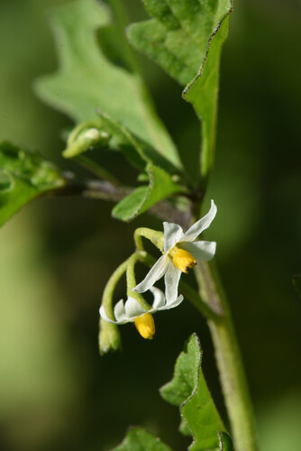 Solanum retroflexum, photograph 4