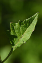 Solanum retroflexum, photograph (c) Andrew Gillespie, some rights reserved (CC BY)