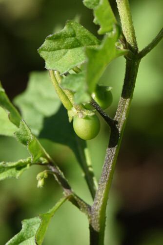Solanum retroflexum, photograph 5