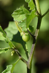(c) Andrew Gillespie, some rights reserved (CC BY) Solanum retroflexum, photograph (c) Andrew Gillespie, some rights reserved (CC BY)