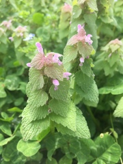 Lamium purpureum purpureum