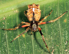 Wagneriana