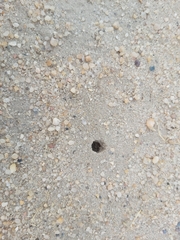 Cataglyphis adenensis