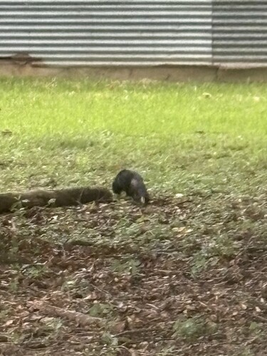 Striped Skunk
