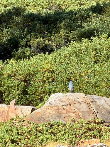 Mountain Bluebird