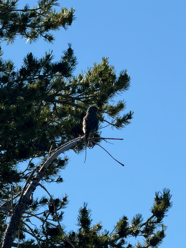 Townsend's Solitaire