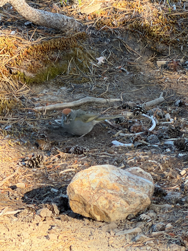 Green-tailed Towhee