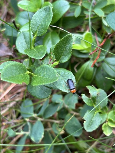 Cantharis flavilabris