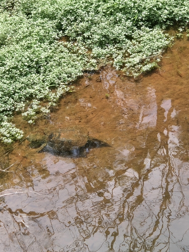 Common Snapping Turtle