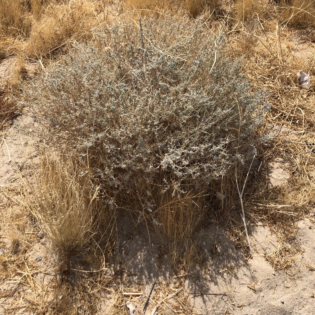 Ambrosia dumosa; photograph (c) Christine Melvin, some rights reserved (CC BY)
