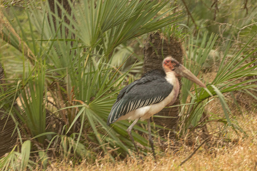 iNaturalist image