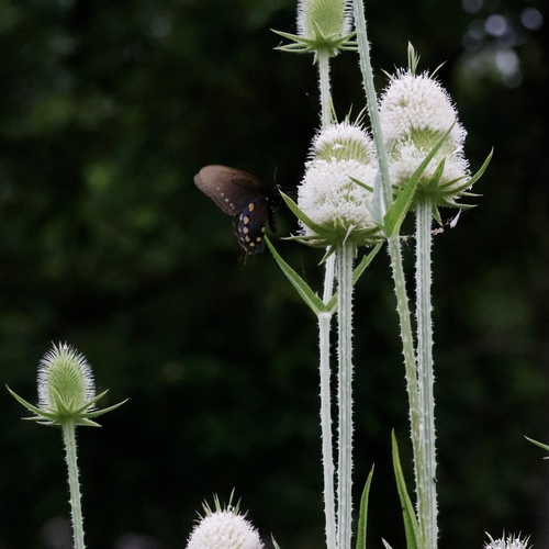 Pipevine Swallowtail