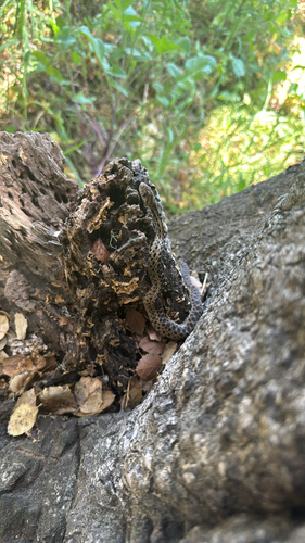 Gopher Snake