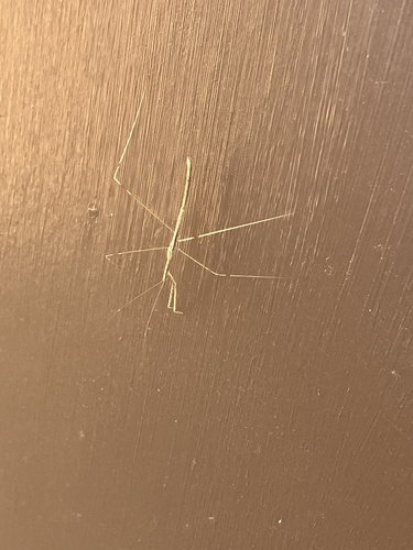 Western Short-horned Walkingstick