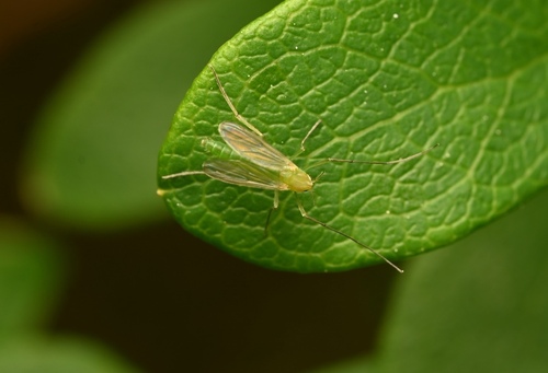 Chironomus