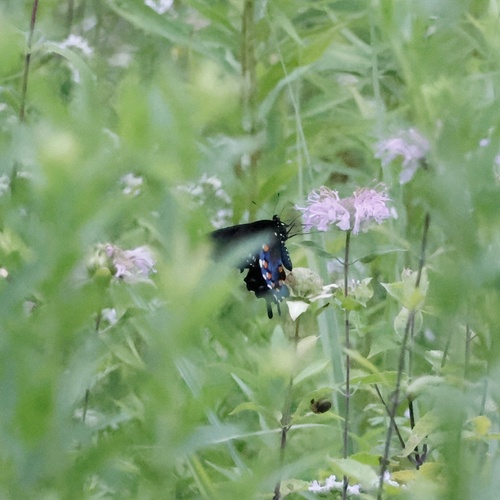 Pipevine Swallowtail