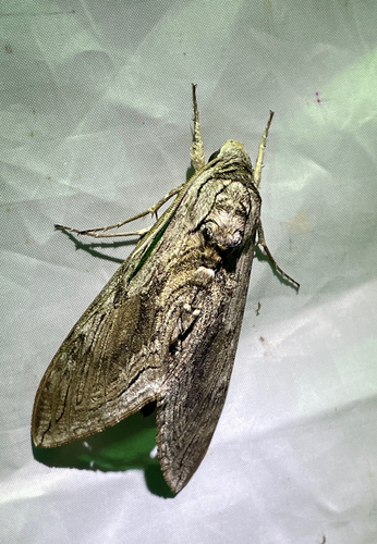 Five-spotted Hawk Moth