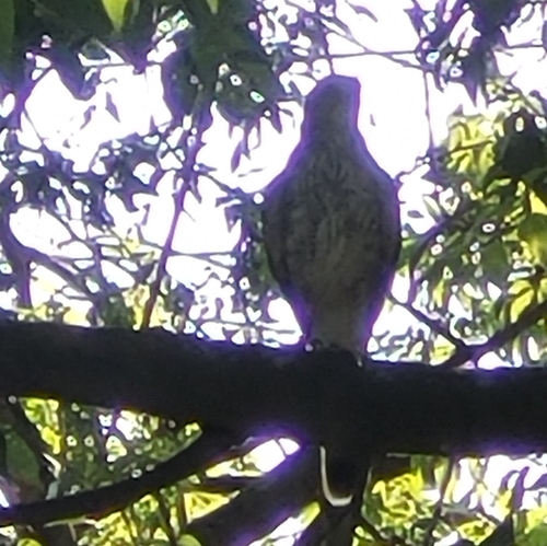 Cooper's Hawk