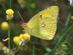 Colias croceus