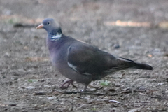 Columba palumbus
