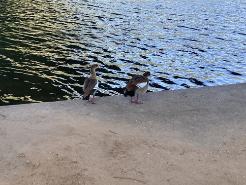 iNaturalist image