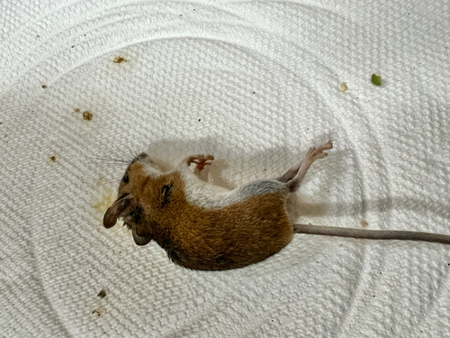 White-footed Mouse