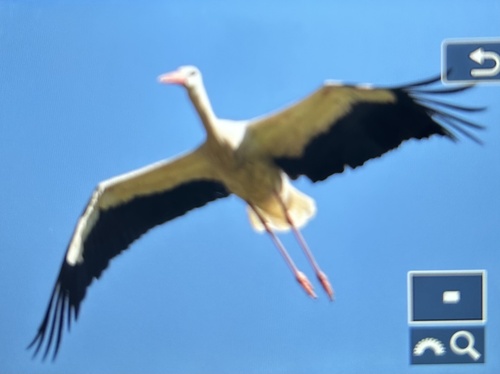 iNaturalist image