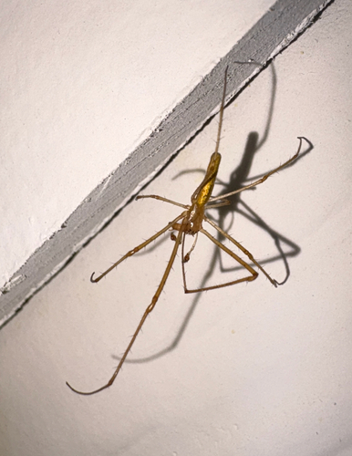 Silver Long-jawed Orbweaver