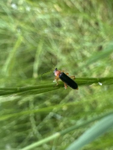 Cantharis
