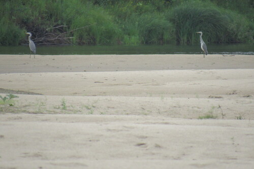 iNaturalist image