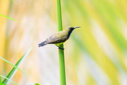 Cinnyris jugularis observed 2026-06-26