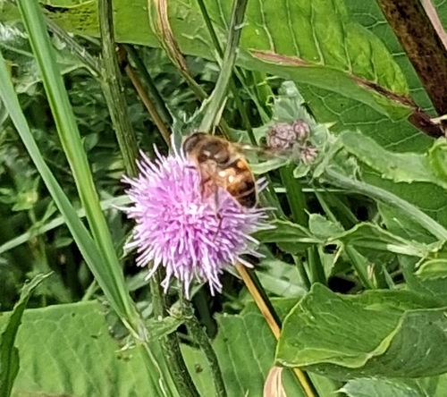 Common Drone Fly