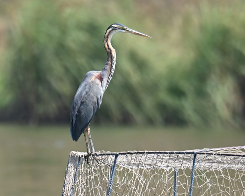 iNaturalist image
