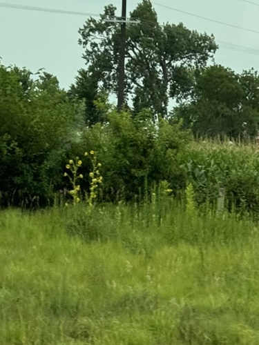 compass plant