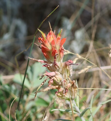 Wholeleaf Paintbrush