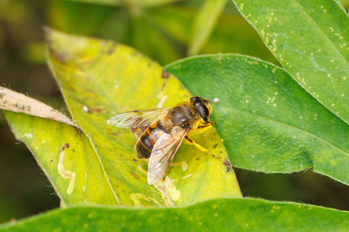Common Drone Fly